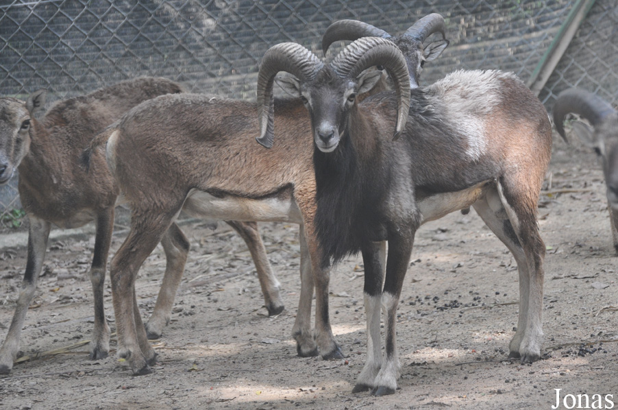 Ovis isphahanica